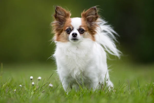 Papillon cão ao ar livre na natureza — Fotografia de Stock