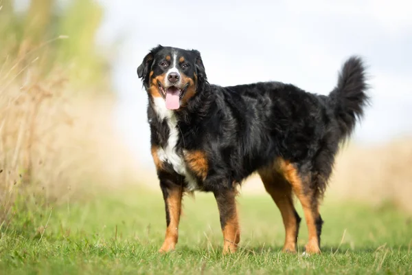 Berner Sennenhund hund - Stock-foto