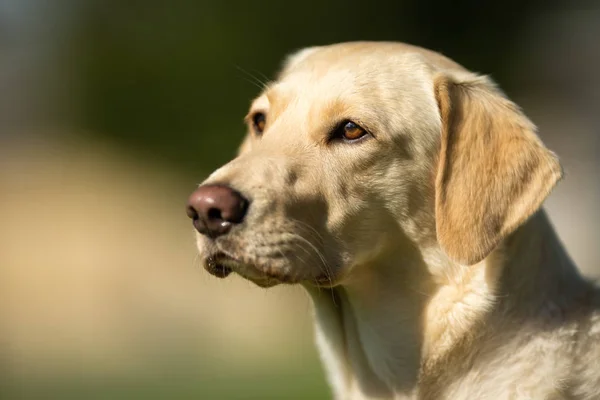 Labrador retriever hund — Stockfoto