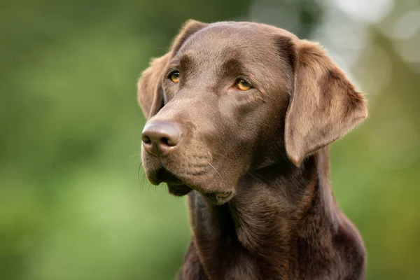 Labrador Retriever Dog — Stock Photo, Image
