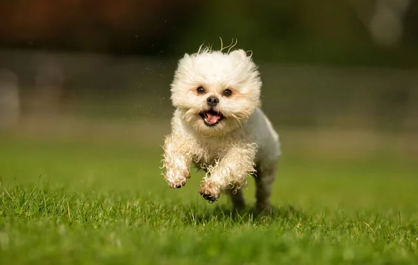 Bichon havanais kutya — Stock Fotó
