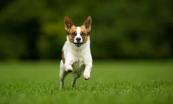 Câine fericit alergând în grădină — Fotografie, imagine de stoc