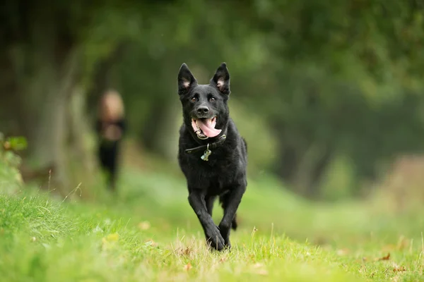 Schwarzer Labrador Retriever Hund — Stockfoto