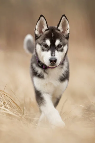 ลูกสุนัขไซบีเรีย Husky — ภาพถ่ายสต็อก