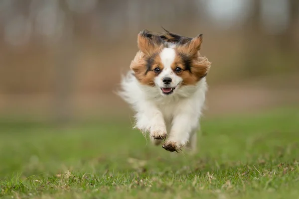 Cavalier King Charles Spaniel σκύλος — Φωτογραφία Αρχείου