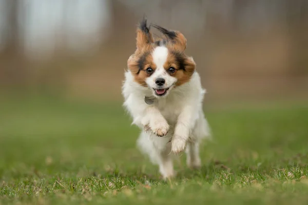 Cavalier kuningas Charles Spaniel koira — kuvapankkivalokuva