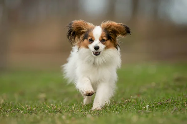 Anjing Cavalier Raja Charles Spaniel — Stok Foto