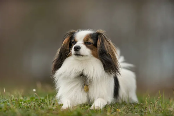 Cavalier King Charles Spaniel σκύλος — Φωτογραφία Αρχείου