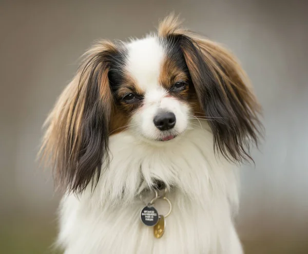 Kavalier King Charles Spaniel Hund — Stockfoto