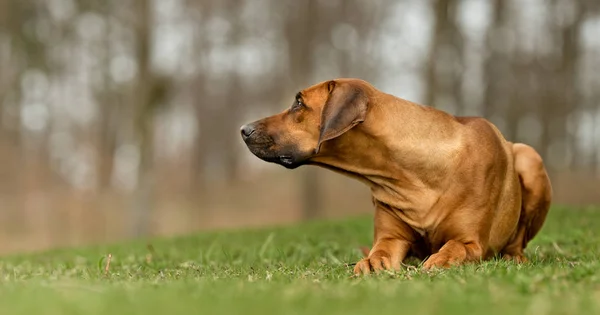 Hund — Stockfoto