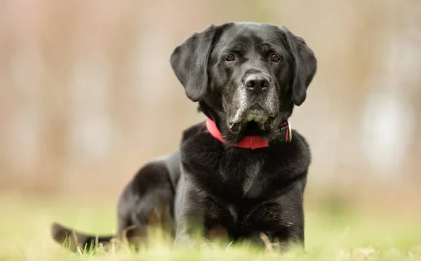 Siyah Labrador Retriever — Stok fotoğraf