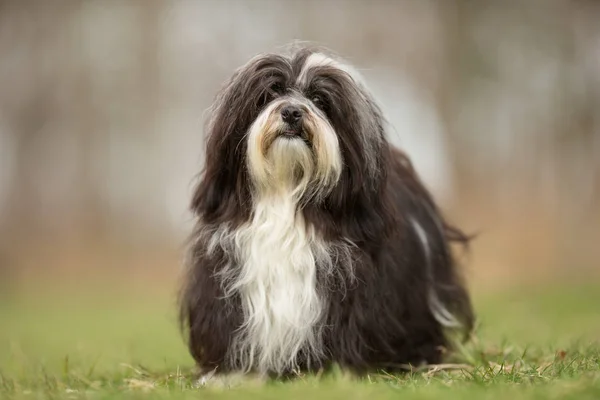 Bichon havanais σκυλί — Φωτογραφία Αρχείου