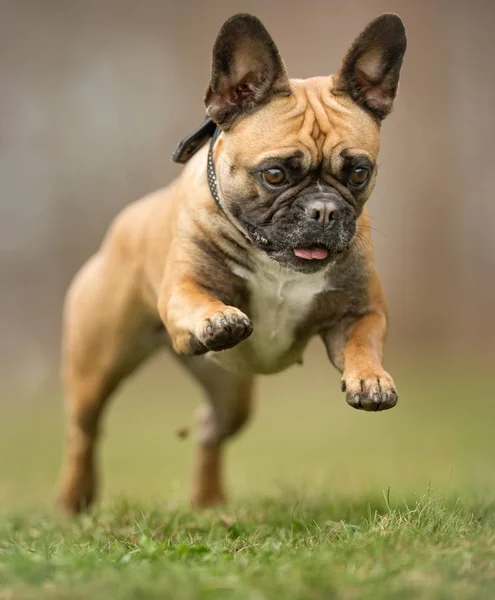 Bulldog francez — Fotografie, imagine de stoc