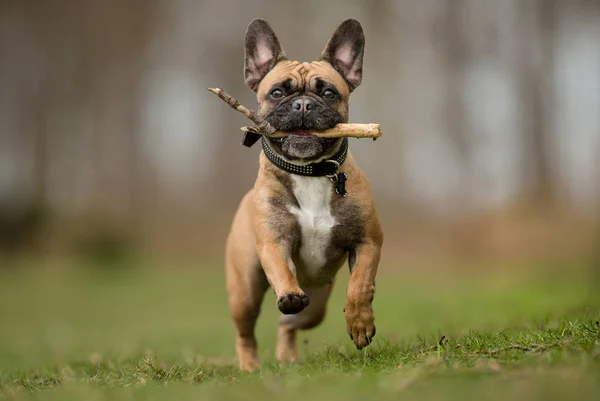 Fransk bulldog — Stockfoto