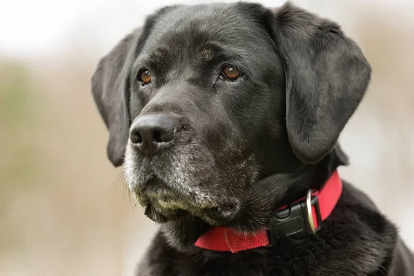 Recupero labrador nero — Foto Stock