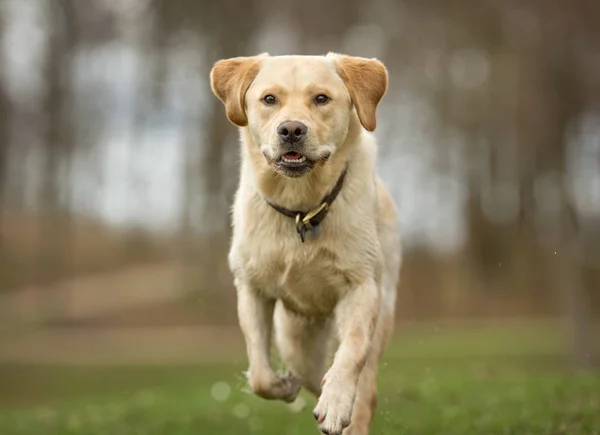 Labrador retriever cão — Fotografia de Stock