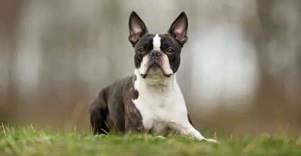 Boston Terrier perro —  Fotos de Stock