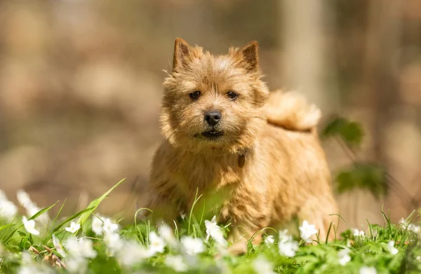 Terrier câine în timpul primăverii — Fotografie, imagine de stoc