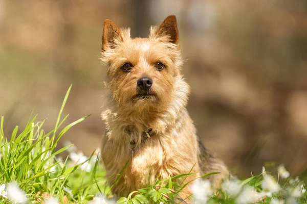 Terrieri koira keväällä — kuvapankkivalokuva