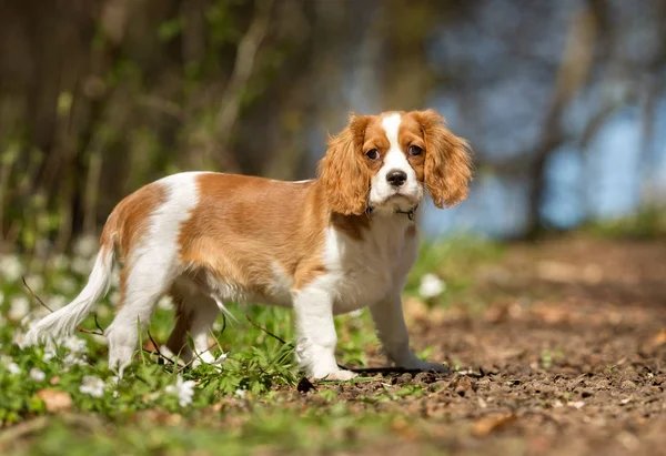 Câine — Fotografie, imagine de stoc