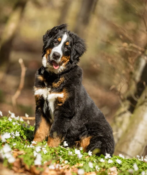 Berner sennen dog — Stock Photo, Image