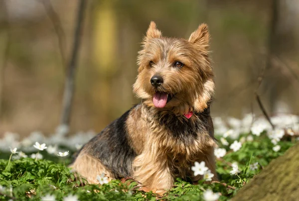 Cão Terrier — Fotografia de Stock