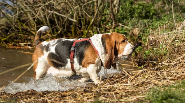 Doğada köpek — Stok fotoğraf