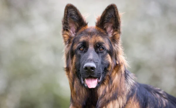 Cão pastor alemão — Fotografia de Stock