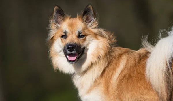 Glad hund på solrig dag - Stock-foto