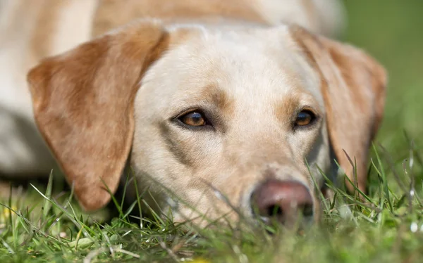 Labrador retriever hund — Stockfoto