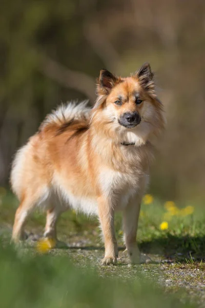 Glücklicher Hund an sonnigem Tag — Stockfoto