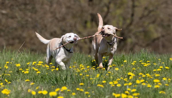 Iki labrador retriever köpek — Stok fotoğraf