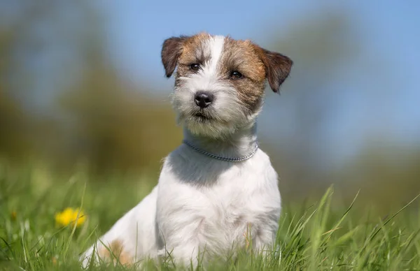 Jack Russell terrier perro —  Fotos de Stock