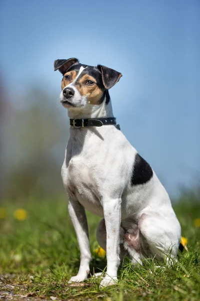 Danimarka İsveç çiftlik köpek — Stok fotoğraf