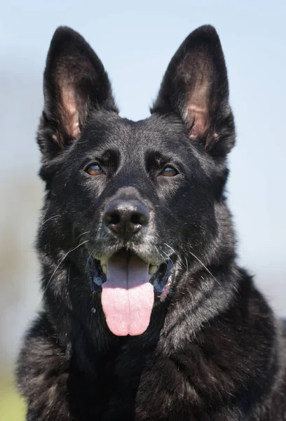 Alman çoban köpeği. — Stok fotoğraf