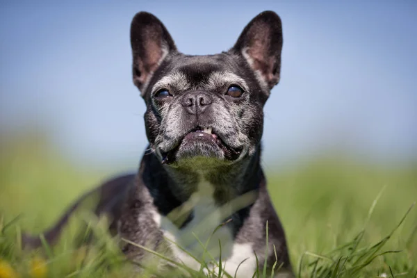 Bulldog francés —  Fotos de Stock