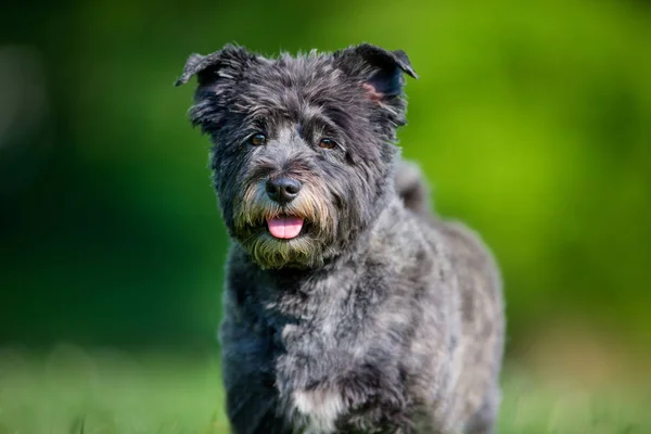 Cairn terrier cão — Fotografia de Stock