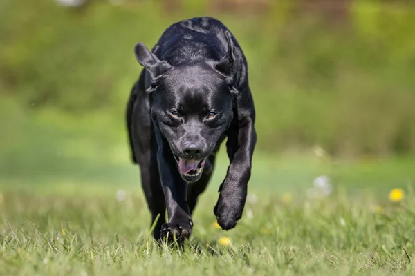 Happy dog — Stock Photo, Image