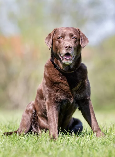 Cão feliz — Fotografia de Stock