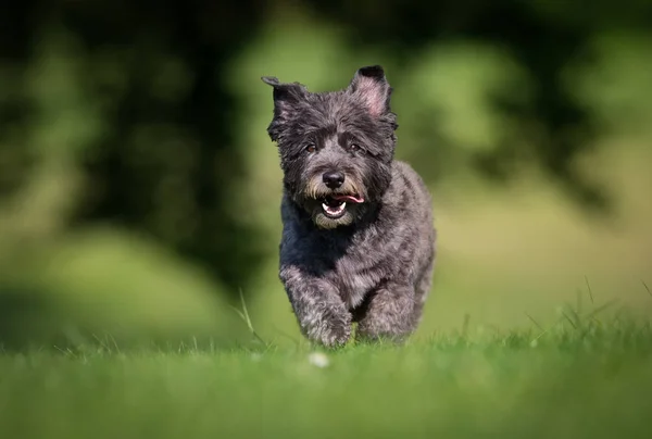 Cairn terrier dog — Stock Photo, Image