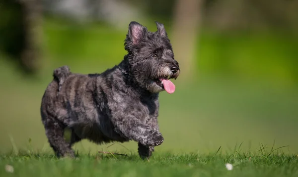 Cairn terrier cão — Fotografia de Stock