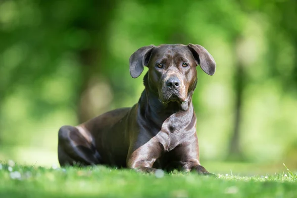 Labrador retriever köpek — Stok fotoğraf