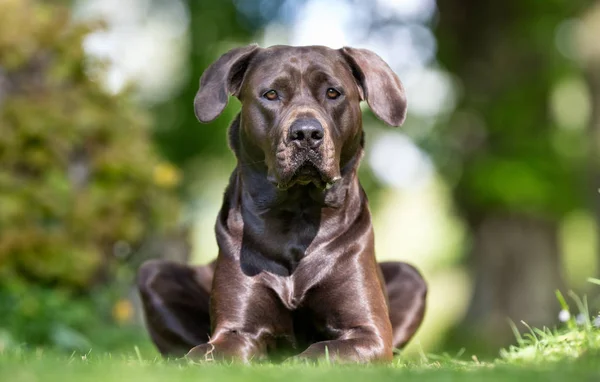 Labrador cane da recupero — Foto Stock