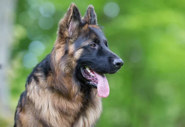 Cão pastor alemão — Fotografia de Stock