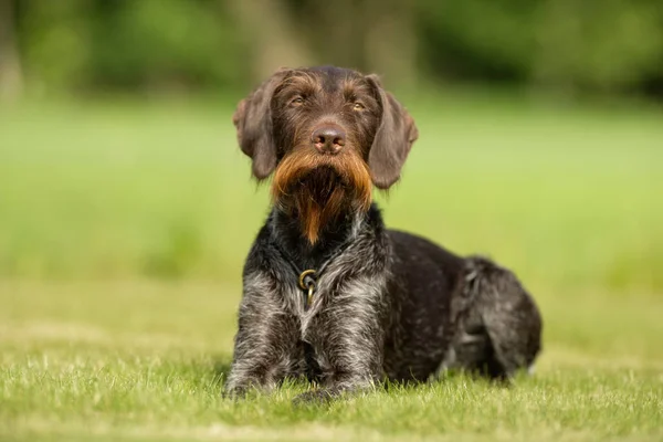 Hund utomhus i naturen — Stockfoto