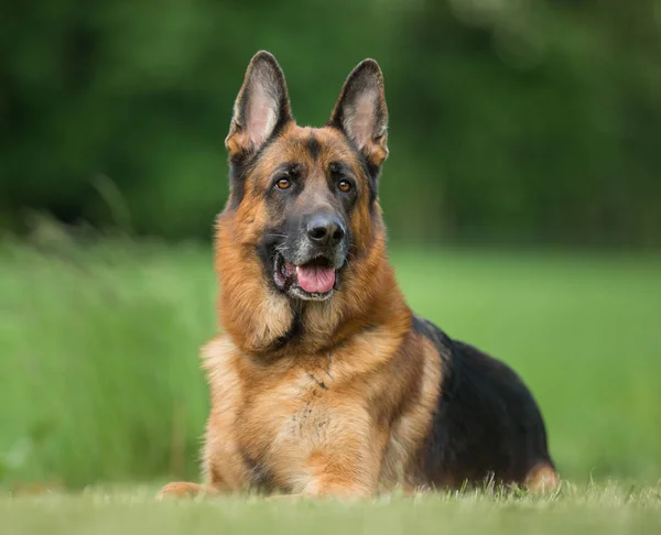 Cão ao ar livre na natureza — Fotografia de Stock