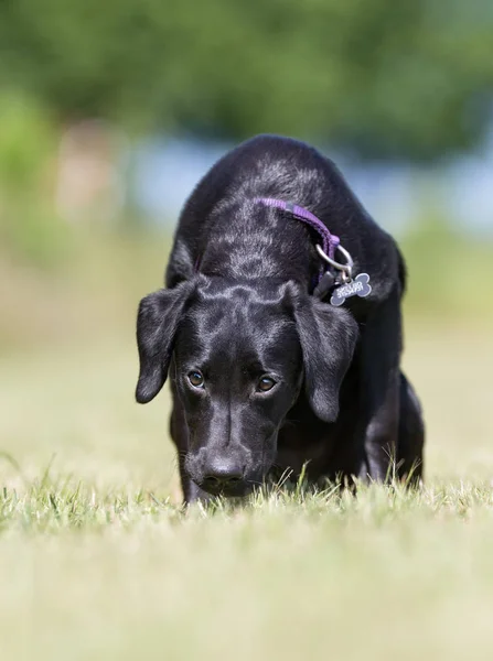 Perro labrador retriever — Foto de Stock