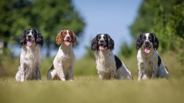 Cane da caccia — Foto Stock