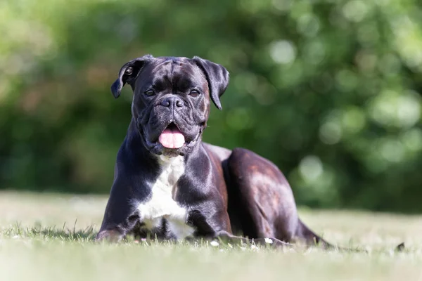 Hond op zonnige dag — Stockfoto