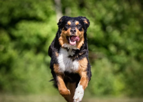 Šťastný pes — Stock fotografie